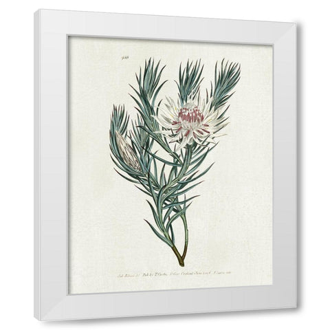 Protea N33 White Modern Wood Framed Art Print by Donovan, Kelly