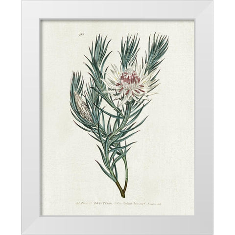 Protea N33 White Modern Wood Framed Art Print by Donovan, Kelly