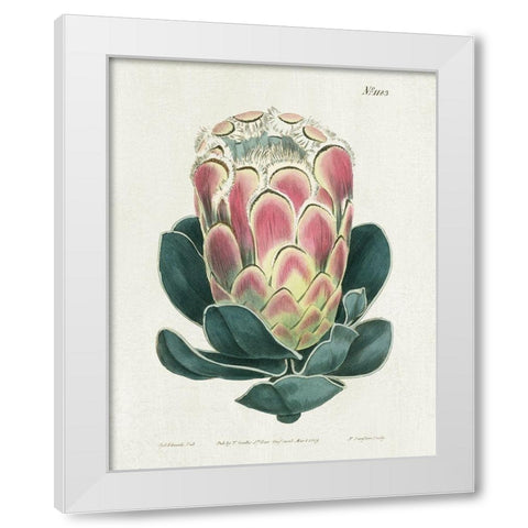 Protea N83 White Modern Wood Framed Art Print by Donovan, Kelly