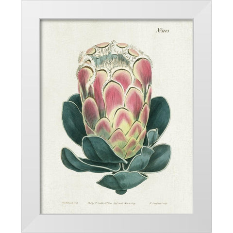 Protea N83 White Modern Wood Framed Art Print by Donovan, Kelly