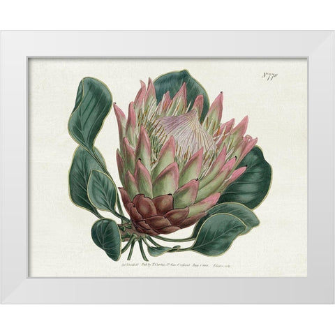 Protea N70 White Modern Wood Framed Art Print by Donovan, Kelly