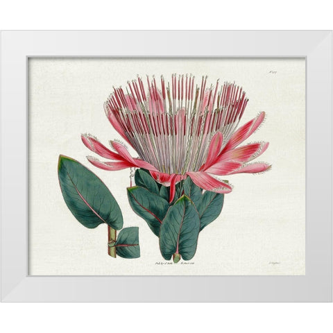 Protea N17 White Modern Wood Framed Art Print by Donovan, Kelly