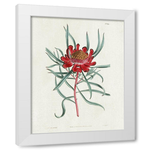 Protea N94 White Modern Wood Framed Art Print by Donovan, Kelly