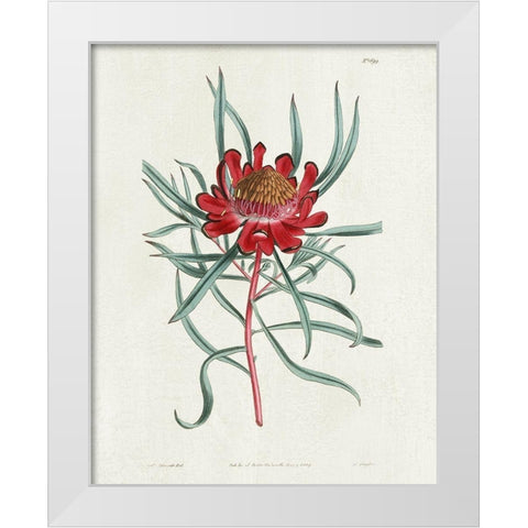Protea N94 White Modern Wood Framed Art Print by Donovan, Kelly