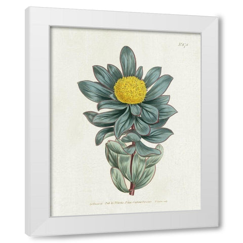 Protea N78 White Modern Wood Framed Art Print by Donovan, Kelly
