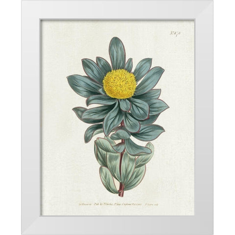 Protea N78 White Modern Wood Framed Art Print by Donovan, Kelly