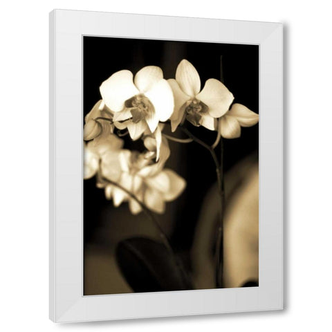 Exotic Blooms White Modern Wood Framed Art Print by Ryan, Cinzia