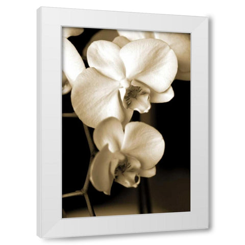 Exotic Blooms White Modern Wood Framed Art Print by Ryan, Cinzia