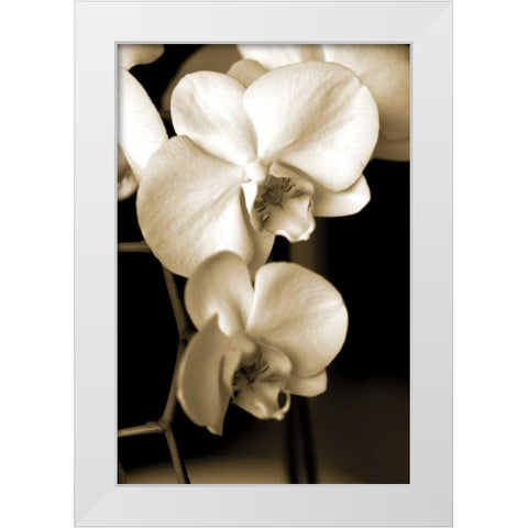 Exotic Blooms White Modern Wood Framed Art Print by Ryan, Cinzia