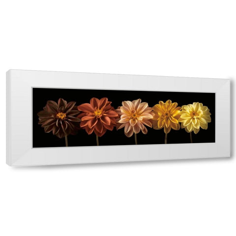 Floral Salute White Modern Wood Framed Art Print by Frank, Assaf
