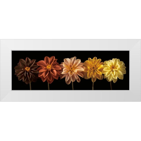 Floral Salute White Modern Wood Framed Art Print by Frank, Assaf