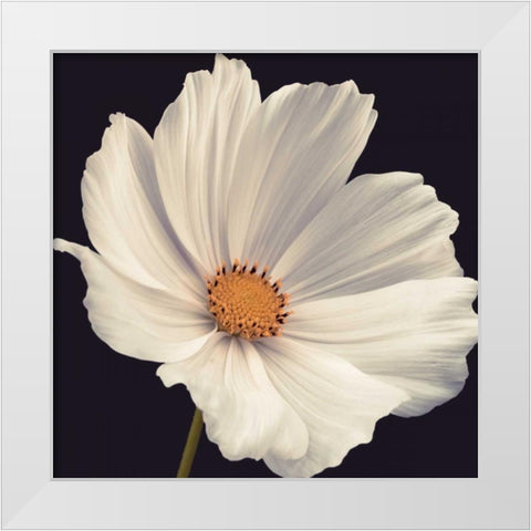 Cosmos I White Modern Wood Framed Art Print by Frank, Assaf