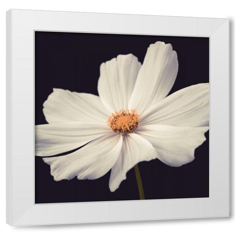 Cosmos II White Modern Wood Framed Art Print by Frank, Assaf
