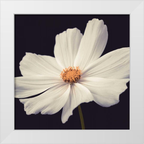 Cosmos II White Modern Wood Framed Art Print by Frank, Assaf