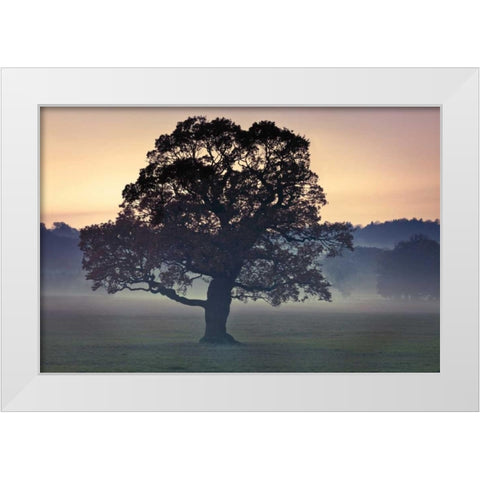 Evening Wisdom White Modern Wood Framed Art Print by Frank, Assaf