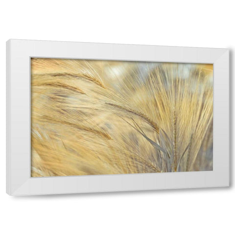 Foxtail White Modern Wood Framed Art Print by Frank, Assaf