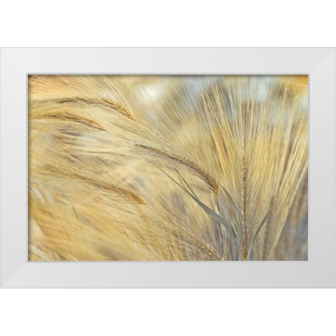 Foxtail White Modern Wood Framed Art Print by Frank, Assaf