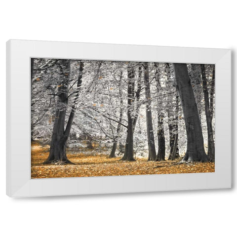 Autumn Tress and Leaves White Modern Wood Framed Art Print by Frank, Assaf