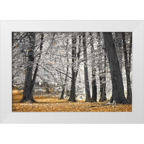 Autumn Tress and Leaves White Modern Wood Framed Art Print by Frank, Assaf