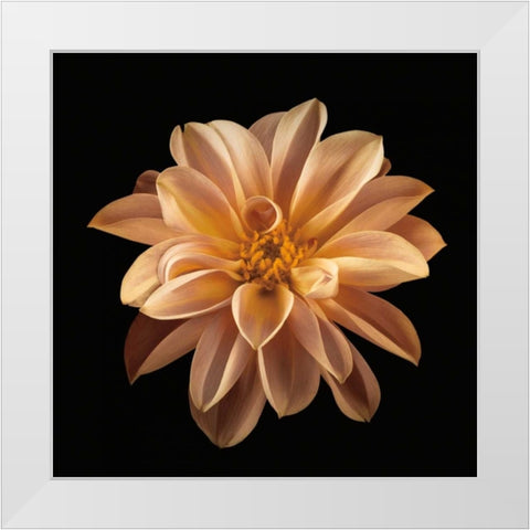 Four Keeps II White Modern Wood Framed Art Print by Frank, Assaf