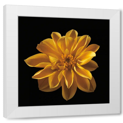 Four Keeps III White Modern Wood Framed Art Print by Frank, Assaf
