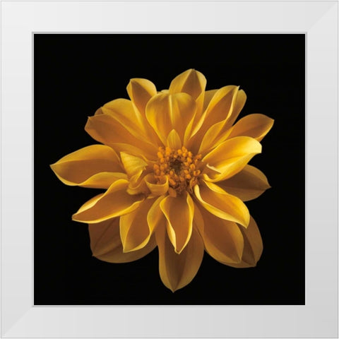 Four Keeps III White Modern Wood Framed Art Print by Frank, Assaf