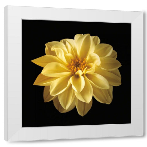 Four Keeps IV White Modern Wood Framed Art Print by Frank, Assaf