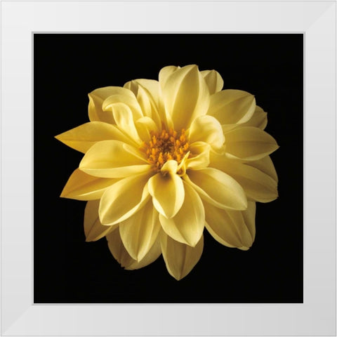 Four Keeps IV White Modern Wood Framed Art Print by Frank, Assaf
