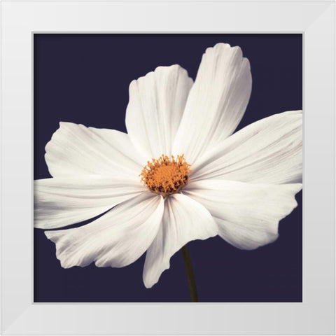 Cosmos II White Modern Wood Framed Art Print by Frank, Assaf