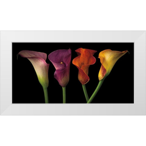 Jewel Calla Lilies White Modern Wood Framed Art Print by Frank, Assaf