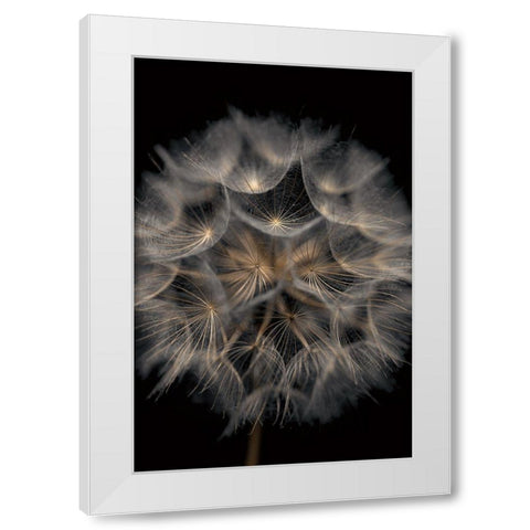 Fragile Beauty White Modern Wood Framed Art Print by Frank, Assaf