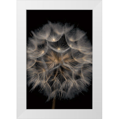 Fragile Beauty White Modern Wood Framed Art Print by Frank, Assaf