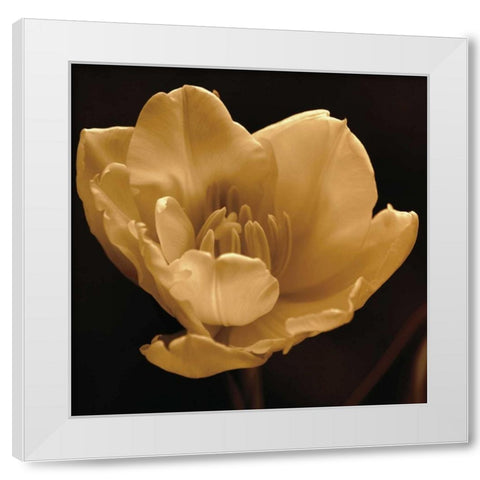 Timeless Grace IV White Modern Wood Framed Art Print by Britt, Charles