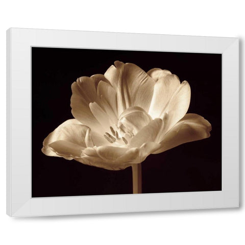 Champagne Tulip III White Modern Wood Framed Art Print by Britt, Charles
