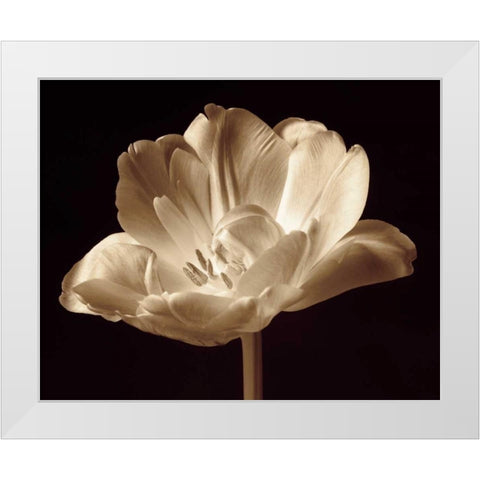 Champagne Tulip III White Modern Wood Framed Art Print by Britt, Charles