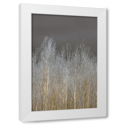 Silver Forest II White Modern Wood Framed Art Print by Frank, Assaf