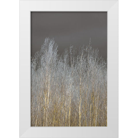 Silver Forest II White Modern Wood Framed Art Print by Frank, Assaf