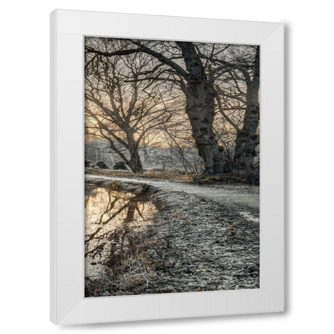 Frosty Morning III White Modern Wood Framed Art Print by Frank, Assaf