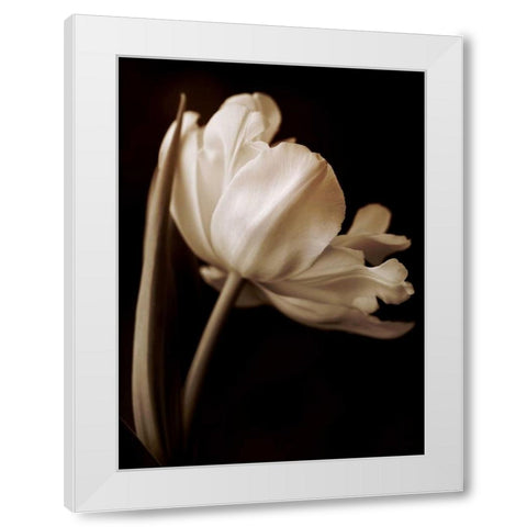 Champagne Tulip I White Modern Wood Framed Art Print by Britt, Charles