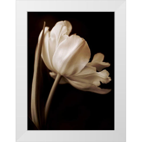 Champagne Tulip I White Modern Wood Framed Art Print by Britt, Charles