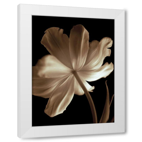 Champagne Tulip II White Modern Wood Framed Art Print by Britt, Charles