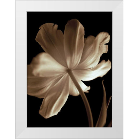 Champagne Tulip II White Modern Wood Framed Art Print by Britt, Charles