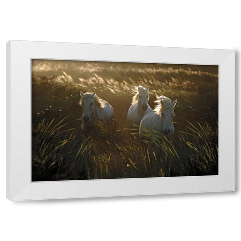 Wild and Free White Modern Wood Framed Art Print by Ortega, Xavier