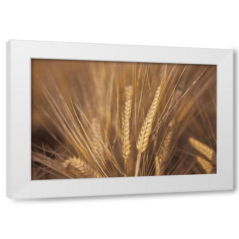 Wheat Field White Modern Wood Framed Art Print by Frank, Assaf