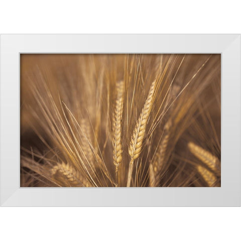 Wheat Field White Modern Wood Framed Art Print by Frank, Assaf