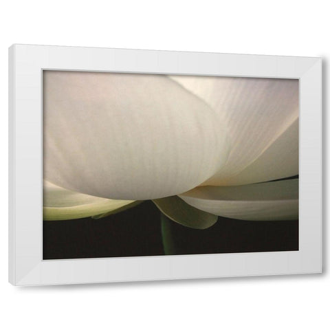 Lotus Stem White Modern Wood Framed Art Print by Christensen, Jim
