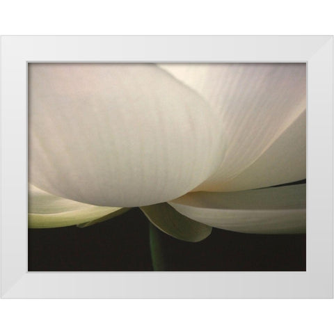 Lotus Stem White Modern Wood Framed Art Print by Christensen, Jim