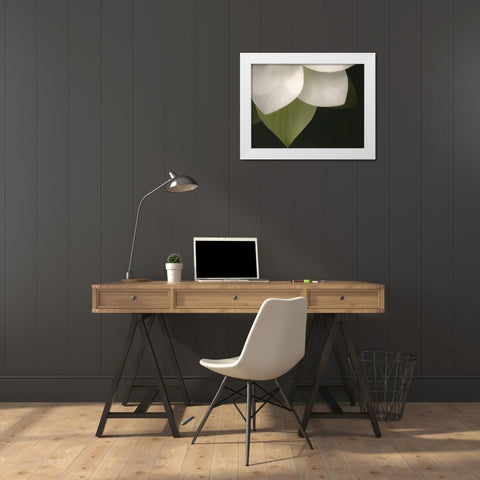 Lotus Closeup II White Modern Wood Framed Art Print by Christensen, Jim