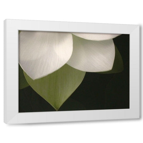 Lotus Closeup II White Modern Wood Framed Art Print by Christensen, Jim