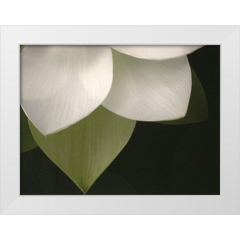 Lotus Closeup II White Modern Wood Framed Art Print by Christensen, Jim
